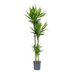 Dracaena Cintho - Multi Stem - HydroCare 19 Dracaena Cintho - Multi Stem - HydroCare -Plant Supplies Sale Dracaena Cintho Multi Stem Hydroculture 18 19x150cm 3Stems