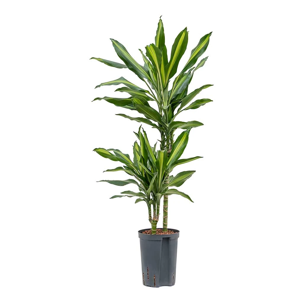Dracaena Cintho - Multi Stem - HydroCare 1 Dracaena Cintho - Multi Stem - HydroCare