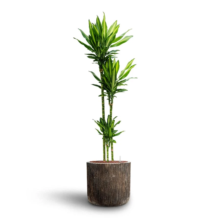 Dracaena Cintho - Multi Stem - HydroCare 9 Dracaena Cintho - Multi Stem - HydroCare - Image 9