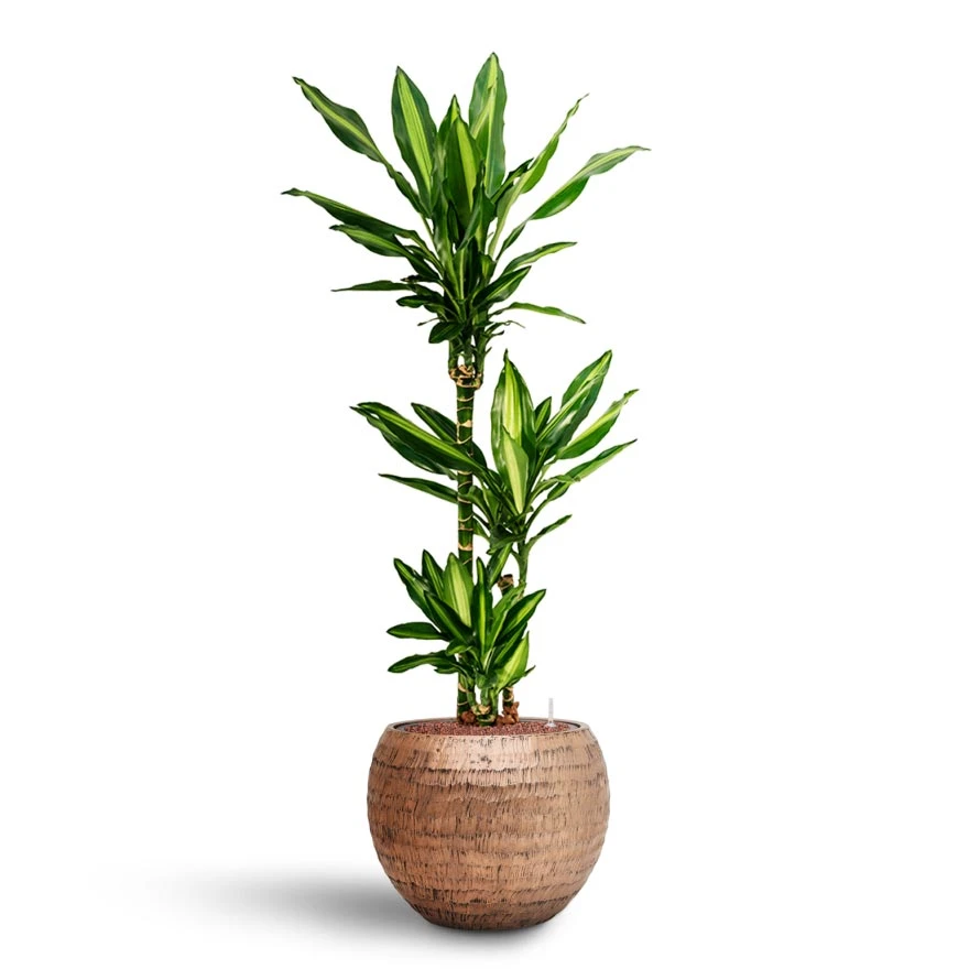 Dracaena Cintho - Multi Stem - HydroCare 6 Dracaena Cintho - Multi Stem - HydroCare - Image 6