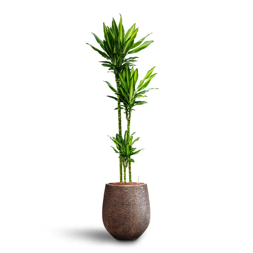 Dracaena Cintho - Multi Stem - HydroCare 10 Dracaena Cintho - Multi Stem - HydroCare - Image 10