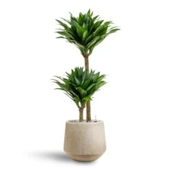 Dracaena Compacta - Multi Stem - HydroCare -Plant Supplies Sale Dracaena Compacta Multi Stem Hydroculture 2 stems Raindrop Tube Round Planter Stone 30 x 26cm
