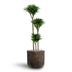 Dracaena Compacta - Multi Stem - HydroCare -Plant Supplies Sale Dracaena Compacta Multi Stem Hydroculture 3 stems Luxe Lite Waterfall Cylinder Planter Bronze 40 x 38cm