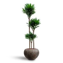 Luxe Lite Waterfall Globe Planter - Bronze -Plant Supplies Sale Dracaena Compacta Multi Stem Hydroculture 3 stems Luxe Lite Waterfall Globe Planter Bronze 39 x 27cm 0f88ce8d c844 4290 acea add13221c332