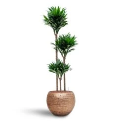 Opus Hammered Globe Planter - Gold -Plant Supplies Sale Dracaena Compacta Multi Stem Hydroculture 3 stems Opus Hammered Globe Planter Gold 40 x 32cm b3b8d93d c5c4 47bc b1b7 073d8208b5c6