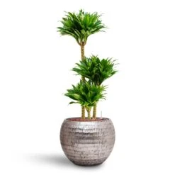Dracaena Compacta - Multi Stem - HydroCare -Plant Supplies Sale Dracaena Compacta Multi Stem Hydroculture 3 stems Opus Hammered Globe Planter Silver 40 x 32cm