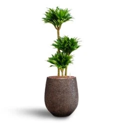Dracaena Compacta - Multi Stem - HydroCare -Plant Supplies Sale Dracaena Compacta Multi Stem Hydroculture 3 stems Opus Hit Darcy Planter Gold 38 x 42cm