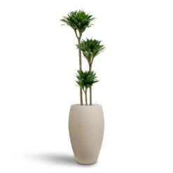Raindrop Tall Balloon Planter - Stone -Plant Supplies Sale Dracaena Compacta Multi Stem Hydroculture 3 stems Raindrop Tall Balloon Planter Stone 37 x 60cm e80788bc 28bd 4367 9a48 f2146bacaf1c