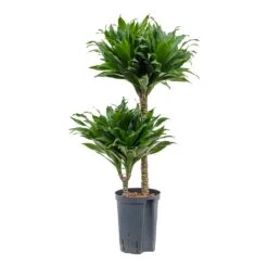 Dracaena Compacta - Multi Stem - HydroCare -Plant Supplies Sale Dracaena Compacta Multi Stem Hydroculture Indoor Plant 2Stems