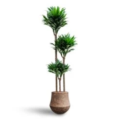 Dracaena Compacta - Multi Stem - HydroCare -Plant Supplies Sale Dracaena Compacta Multi Stem Hydroculture Polystone Coated Darcy Planter Rock 6f06658a 8982 4bc0 8d58 998f72e578b3