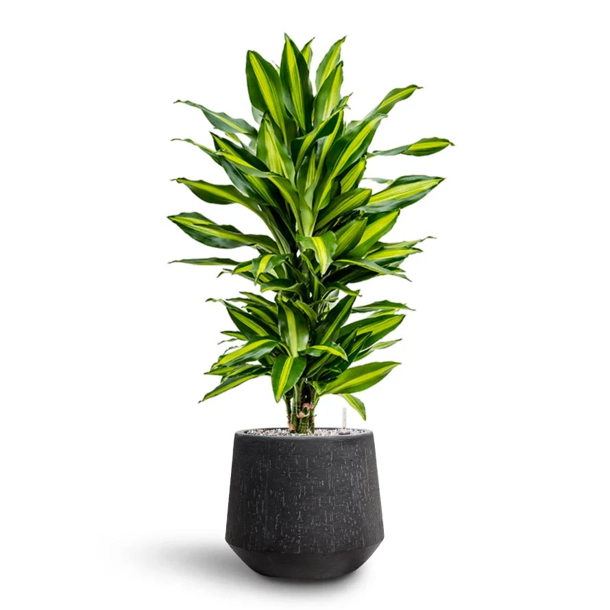 Dracaena Cintho - Branched - HydroCare 10 Dracaena Cintho - Branched - HydroCare - Image 10