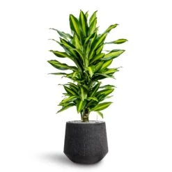 Raindrop Tube Round Planter - Anthracite -Plant Supplies Sale Dracaena Fragrans Cinco Branched Hydroculture Raindrop Darcy Planter Anthracite dd1cec5d 15ac 40ef bac0 854b218dea08
