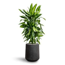 Raindrop Tube High Round Planter - Anthracite -Plant Supplies Sale Dracaena Fragrans Cinco Branched Hydroculture Raindrop Darcy Tube Planter Anthracite a85ae5d6 e29d 4725 b280 8258784c759a