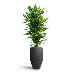 Dracaena Cintho - Branched - HydroCare 20 Dracaena Cintho - Branched - HydroCare -Plant Supplies Sale Dracaena Fragrans Cinco Branched Hydroculture Raindrop Emperor Planter Anthracite