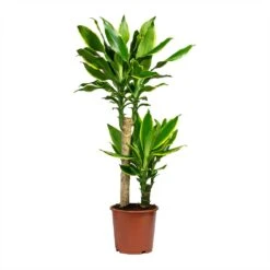 Dracaena Fragrans Golden Coast - Multi Stem -Plant Supplies Sale Dracaena Fragrans Golden Coast Multi Stem 17x80cm 2 stems