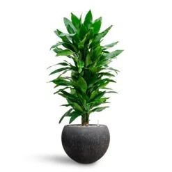 Dracaena Janet Lind - Branched - HydroCare -Plant Supplies Sale Dracaena Fragrans Janet Lind Multi Stem Hydroculture Raindrop Globe Planter Anthracite