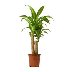 Dracaena Fragrans Massangeana - Multi Stem 12 Dracaena Fragrans Massangeana - Multi Stem -Plant Supplies Sale Dracaena Fragrans Massangeana Small