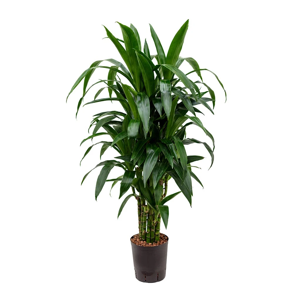 Dracaena Janet Craig - Branched - HydroCare 1 Dracaena Janet Craig - Branched - HydroCare