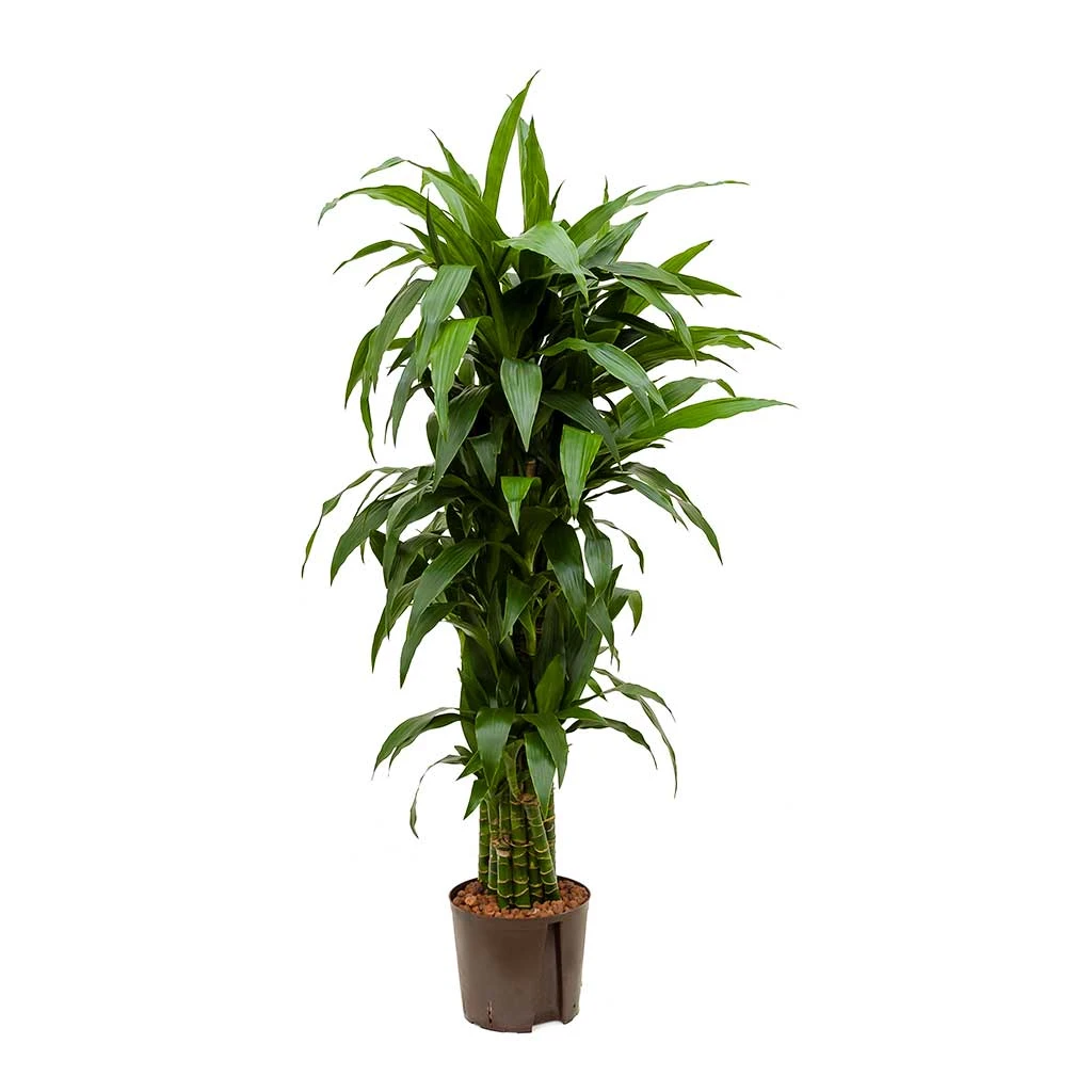 Dracaena Janet Craig - Branched - HydroCare 2 Dracaena Janet Craig - Branched - HydroCare - Image 2