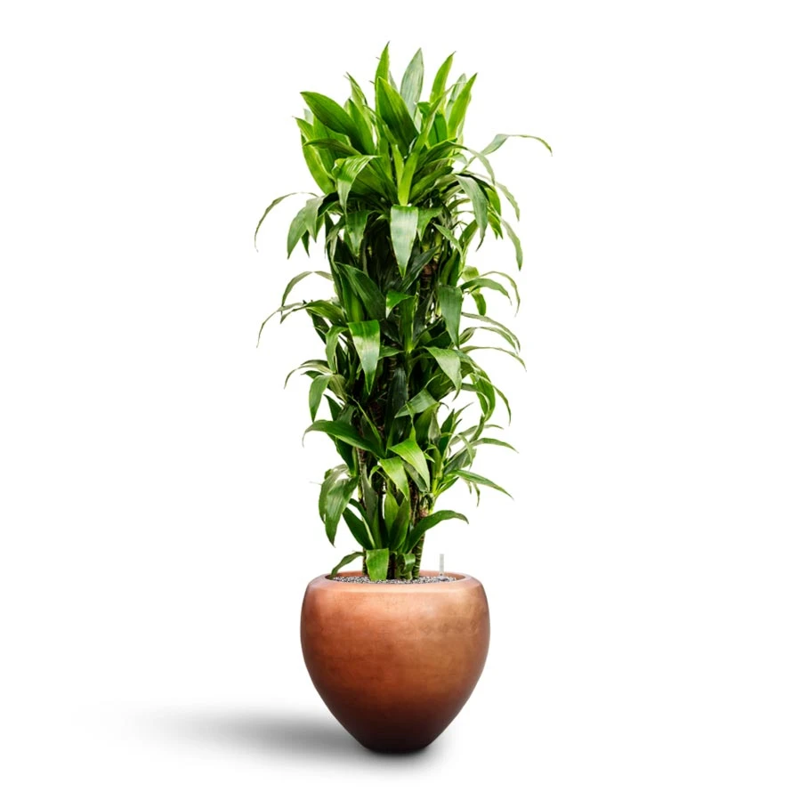 Dracaena Janet Craig - Branched - HydroCare 5 Dracaena Janet Craig - Branched - HydroCare - Image 5