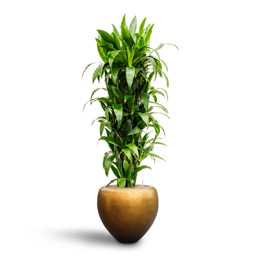 Dracaena Janet Craig - Branched - HydroCare 4 Dracaena Janet Craig - Branched - HydroCare - Image 4