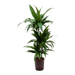 Dracaena Janet Craig - Multi Stem - HydroCare 20 Dracaena Janet Craig - Multi Stem - HydroCare -Plant Supplies Sale Dracaena Janet Craig Hydroculture Indoor Plant 3Stems Small