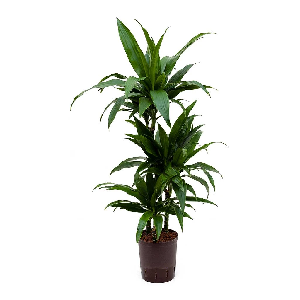 Dracaena Janet Craig - Multi Stem - HydroCare 8 Dracaena Janet Craig - Multi Stem - HydroCare - Image 8
