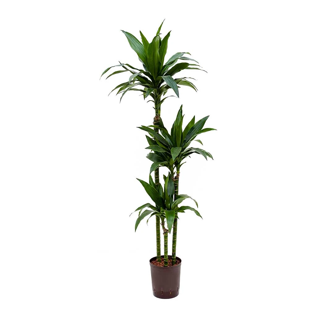 Dracaena Janet Craig - Multi Stem - HydroCare 1 Dracaena Janet Craig - Multi Stem - HydroCare