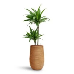 Dracaena Janet Craig - Multi Stem - HydroCare 17 Dracaena Janet Craig - Multi Stem - HydroCare -Plant Supplies Sale Dracaena Janet Craig Multi Stem HydroCare Dune Partner Planter Almond