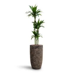 Dracaena Janet Craig - Multi Stem - HydroCare 16 Dracaena Janet Craig - Multi Stem - HydroCare -Plant Supplies Sale Dracaena Janet Craig Multi Stem HydroCare Luxe Lite Layer Partner Planter Bronze