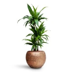 Dracaena Janet Craig - Multi Stem - HydroCare 21 Dracaena Janet Craig - Multi Stem - HydroCare -Plant Supplies Sale Dracaena Janet Craig Multi Stem HydroCare Opus Hammered Globe Planter Gold
