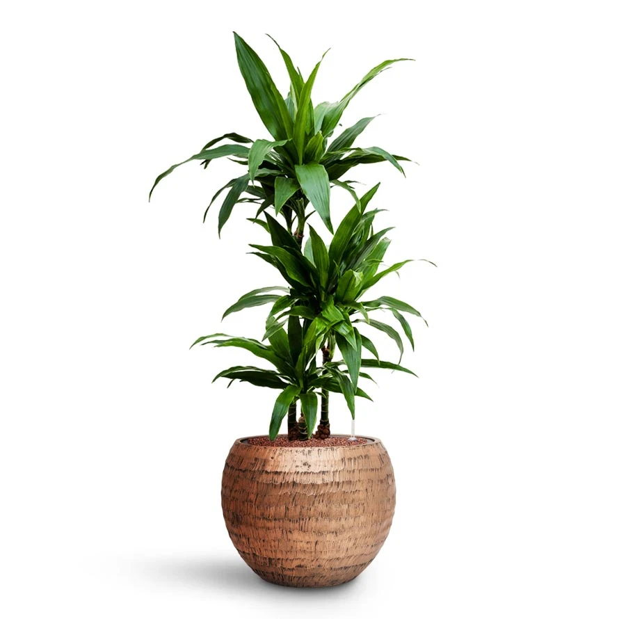 Dracaena Janet Craig - Multi Stem - HydroCare 9 Dracaena Janet Craig - Multi Stem - HydroCare - Image 9