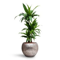 Dracaena Janet Craig - Multi Stem - HydroCare 23 Dracaena Janet Craig - Multi Stem - HydroCare -Plant Supplies Sale Dracaena Janet Craig Multi Stem HydroCare Opus Hammered Globe Planter Silver