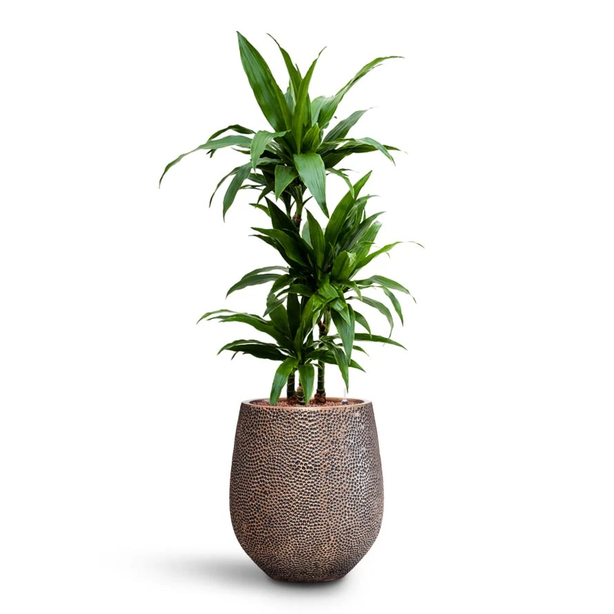 Dracaena Janet Craig - Multi Stem - HydroCare 10 Dracaena Janet Craig - Multi Stem - HydroCare - Image 10