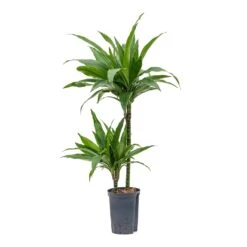 Dracaena Janet Craig - Multi Stem - HydroCare 18 Dracaena Janet Craig - Multi Stem - HydroCare -Plant Supplies Sale Dracaena Janet Craig Multi Stem Hydroculture 15 19x90cm 2Stems