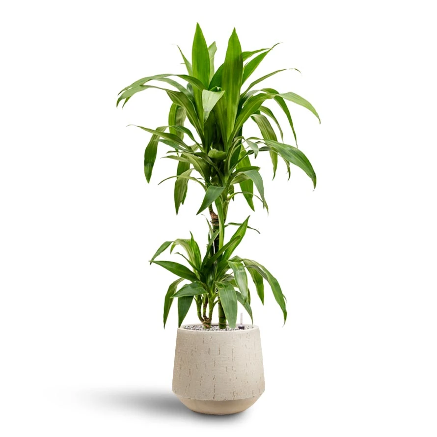 Dracaena Janet Craig - Multi Stem - HydroCare 7 Dracaena Janet Craig - Multi Stem - HydroCare - Image 7