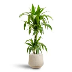Raindrop Tube Round Planter - Stone -Plant Supplies Sale Dracaena Janet Craig Multi Stem Hydroculture2 stems Raindrop Tube Round Planter Stone 30 x 26cm 36642b29 e8d2 4b13 b8ac ab067218d38a