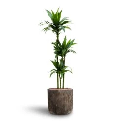 Dracaena Janet Craig - Multi Stem - HydroCare 15 Dracaena Janet Craig - Multi Stem - HydroCare -Plant Supplies Sale Dracaena Janet Craig Multi Stem Hydroculture3 stems Luxe Lite Waterfall Cylinder Planter Bronze 40 x 38cm