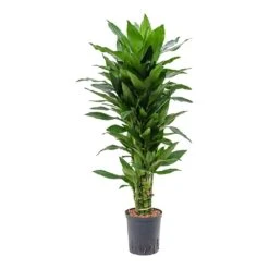 Dracaena Janet Lind - Branched - HydroCare -Plant Supplies Sale Dracaena Janet Lind Branched Hydroculture Indoor Plant Small