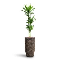 Luxe Lite Layer Partner Planter - Bronze -Plant Supplies Sale Dracaena Janet Lind Multi Stem HydroCare Luxe Lite Layer Partner Planter Bronze 969a4eac 356c 46b2 a4e5 645d6698b90d