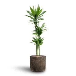 Luxe Lite Waterfall Cylinder Planter - Bronze 28 Luxe Lite Waterfall Cylinder Planter - Bronze -Plant Supplies Sale Dracaena Janet Lind Multi Stem Hydroculture 3 stems Luxe Lite Waterfall Cylinder Planter Bronze 40 x 38cm