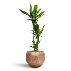 Opus Hammered Globe Planter - Gold -Plant Supplies Sale Dracaena Janet Lind Multi Stem Hydroculture 3 stems Opus Hammered Globe Planter Gold 40 x 32cm e6cdaccf 9e59 4e0f 91fa 1c4789c9203a