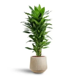 Raindrop Tube Round Planter - Stone -Plant Supplies Sale Dracaena Janet Lind Multi Stem Hydroculture 3 stems Raindrop Tube Round Planter Stone 30 x 26cm b7b3a37a 2904 4535 935b 6833f0dd9b87