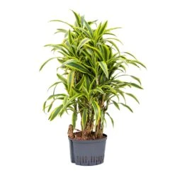 Dracaena Lemon Lime - Branched - HydroCare -Plant Supplies Sale Dracaena Lemon Lime Branched Hydroculture 25 19x110cm