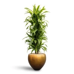 Metallic Couple Plant Pot - Matt Honey -Plant Supplies Sale Dracaena Lemon Lime Branched Hydroculture 31 28 x 130cm Metallic Couple Plant Pot Matt Honey 50 x 45cm 9ea39e1b 3b21 4612 9731 744dd39b1277