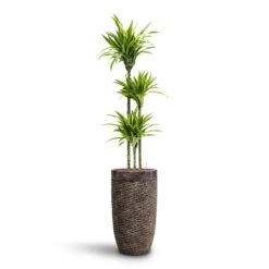 Luxe Lite Layer Partner Planter - Bronze -Plant Supplies Sale Dracaena Lemon lime Multi Stem HydroCare Luxe Lite Layer Partner Planter Bronze 52202542 a43e 4d77 b176 6f82d57c5970