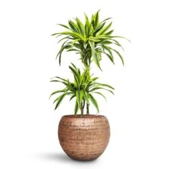 Opus Hammered Globe Planter - Gold -Plant Supplies Sale Dracaena Lemon lime Multi Stem HydroCare Opus Hammered Globe Planter Gold 8eb77854 96ae 4be5 88ca 957ef4c8df3b