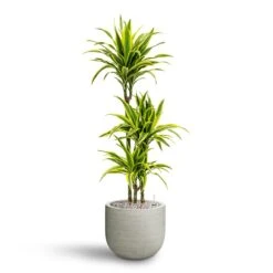 Cody Plant Pot - Ridged Cement -Plant Supplies Sale Dracaena Lemon lime Multi Stem Hydroculture 21 20 x 125cm Cody Plant Pot Ridged Cement 28 x 25cm 15721c26 06f3 4163 8eb8 9f9269a8c06c