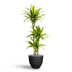Coral Refined Planter - Volcano Black -Plant Supplies Sale Dracaena Lemon lime Multi Stem Hydroculture 21 20 x 125cm Coral Refined Planter Volcano Black 25 x 21 cm 59f0469e 4b91 409e b593 752231a5aaff