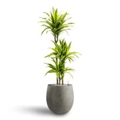 Grigio Balloon Plant Pot - Natural Concrete -Plant Supplies Sale Dracaena Lemon lime Multi Stem Hydroculture 21 20 x 125cm Grigio Balloon Plant Pot Natural Concrete 30 x 30 cm 3595fcf5 ccc6 4fbd 9a7e 1f1d823c6aae